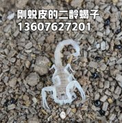<b>江苏泗阳丰农特种蝎子养殖专业合作社</b>