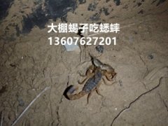 <b>安徽亳州蝎子养殖基地，养殖蝎子到底使用哪一种养殖方法是正确的？</b>