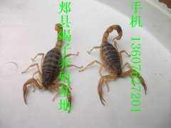 蝎子引种不可盲目蝎子养殖成功经验总结