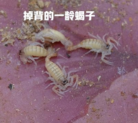 <b>蝎子养殖方法总结，小规模蝎子养殖技术</b>