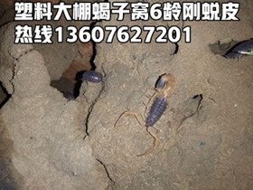 <b>小规模蝎子养殖技术，中国蝎子养殖第一村</b>
