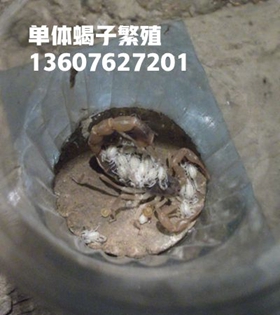 <b>中国蝎子养殖行业基本现状，蝎子养殖关键技术</b>
