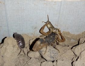 <b>人工养殖蝎子发现蝎子容易死亡，蝎子死亡原因</b>