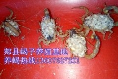 <b>种蝎子引种需要注意什么养殖蝎子的忠告种蝎子育种技术</b>