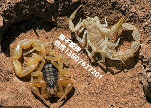 <b>蝎子养殖必须注意的关键技术新手养殖蝎子经验</b>